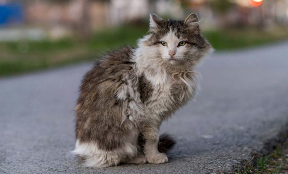 Красивый бродячий кот