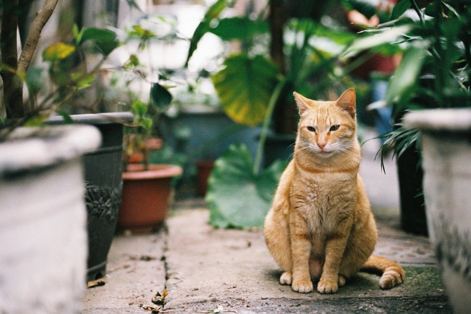 Китайские коты уличные