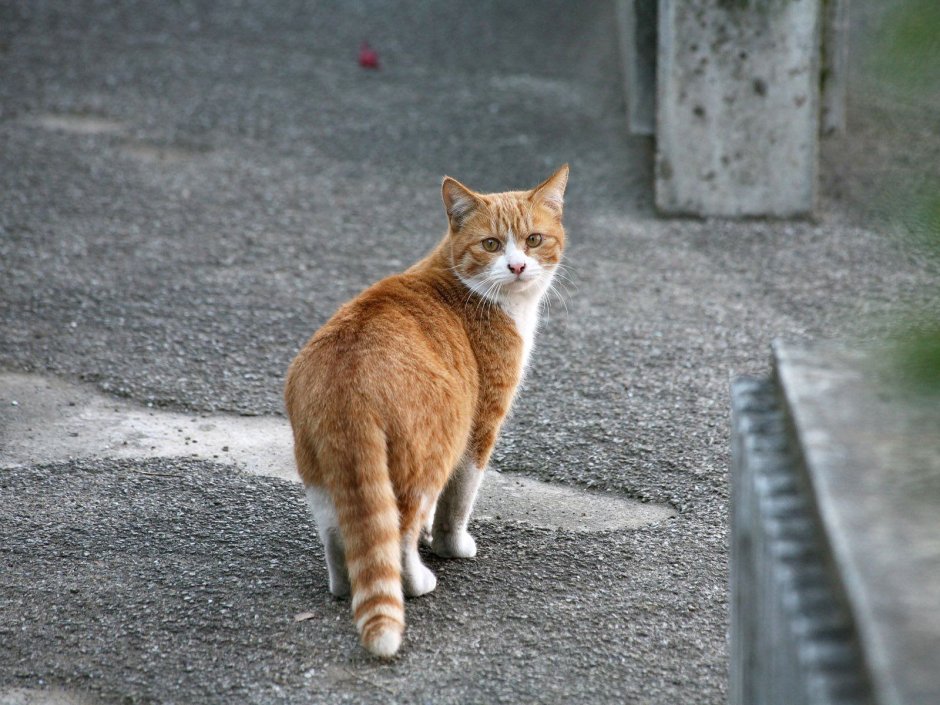 Кот на улице