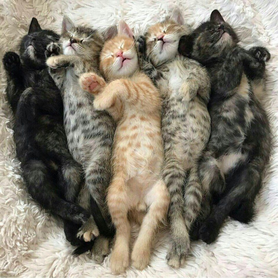 Пять кошек