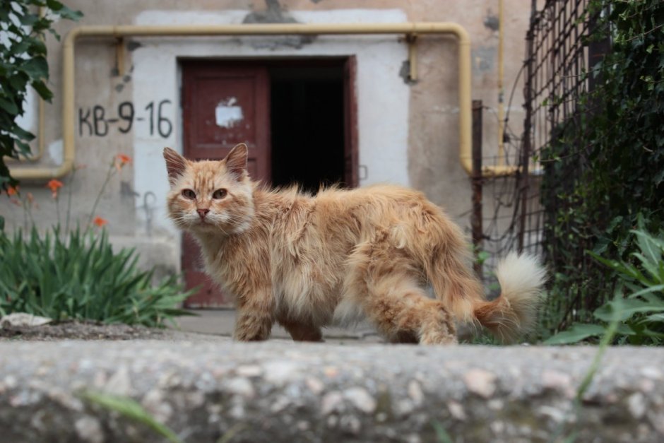Уличные кошки