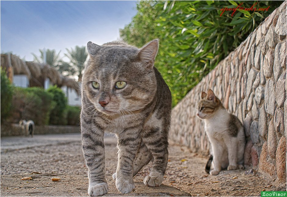 Коты в Египте
