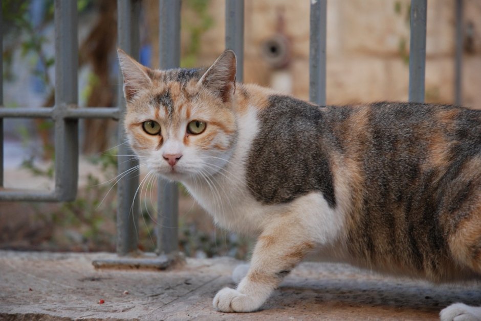 Красивые уличные кошки
