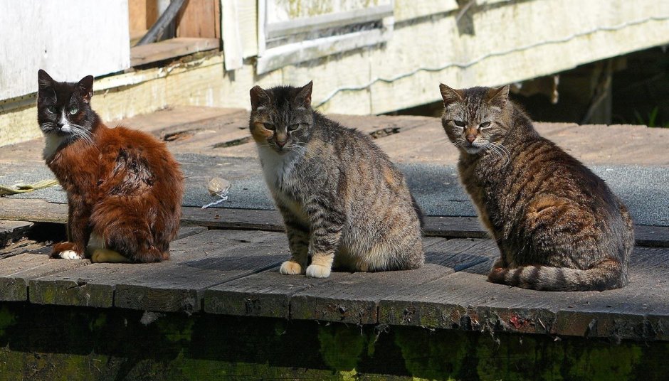 Бездомные кошки