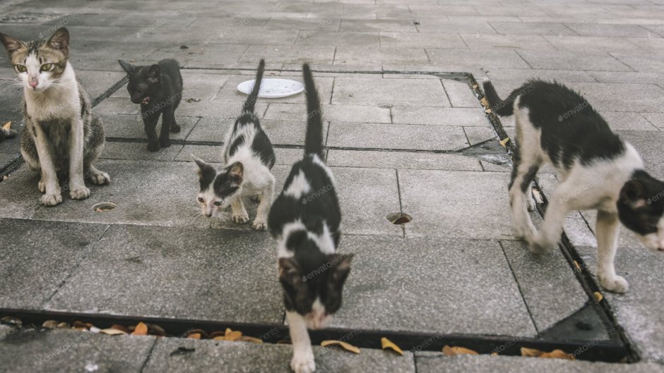 Стая уличных коты