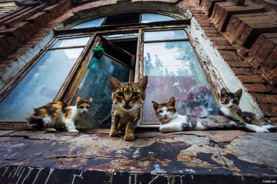 Коты во дворе