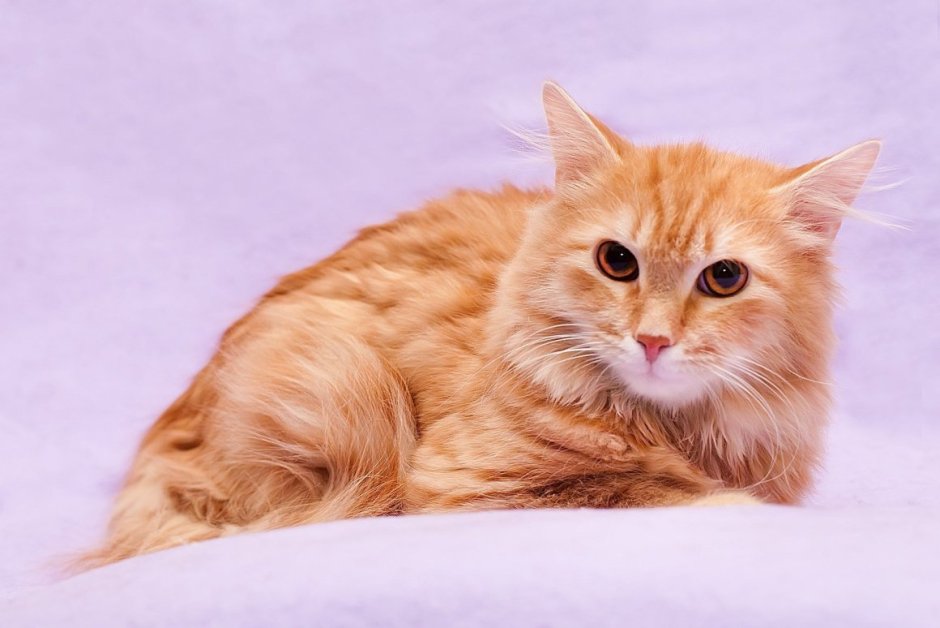 Сибирская кошка рыжая короткошерстная