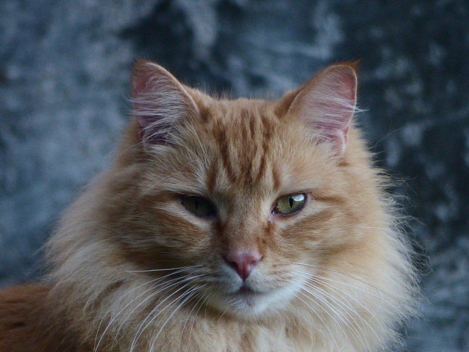 Норвежский Лесной кот рыжий