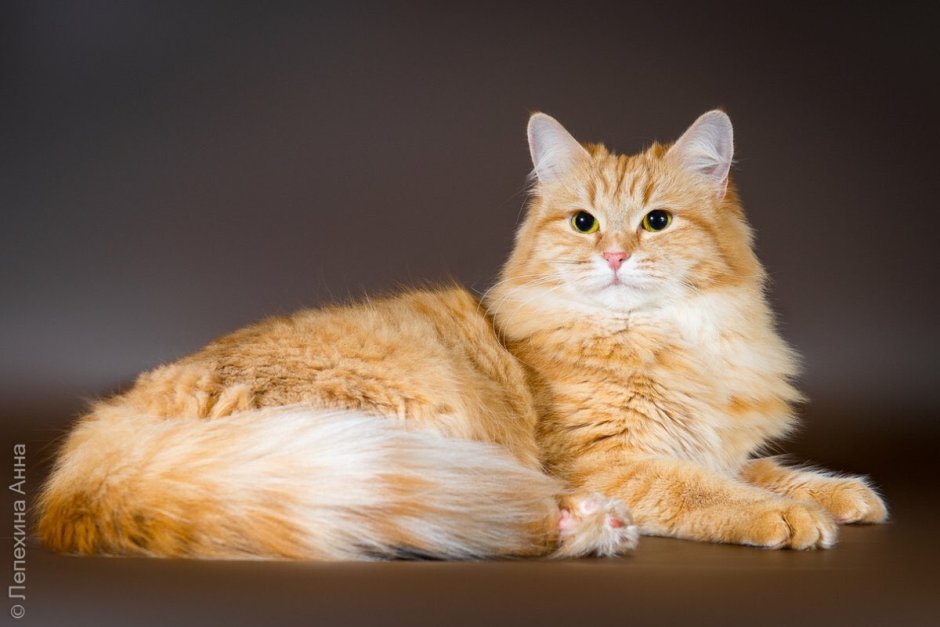 Сибирский кот короткошерстный рыжий