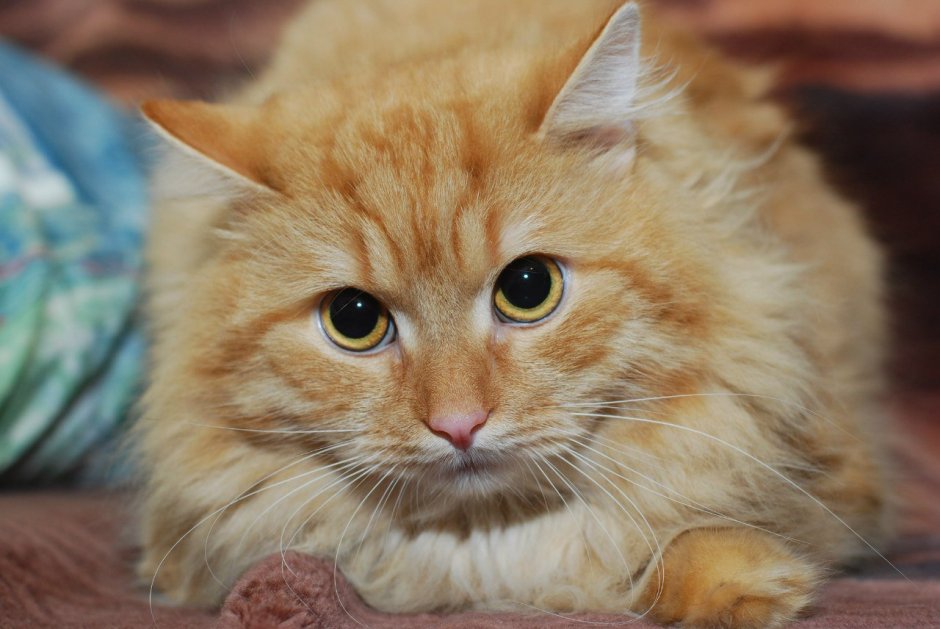 Рыжий длинношерстный Сибирский кот