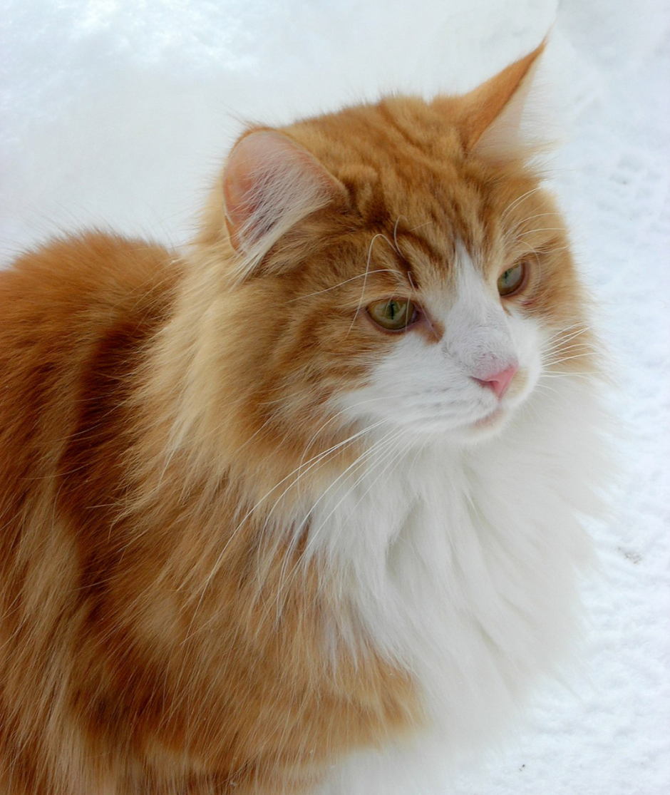 Сибирские коты рыжие
