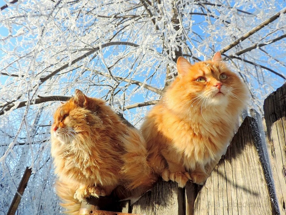 Сибирская кошка рыжая