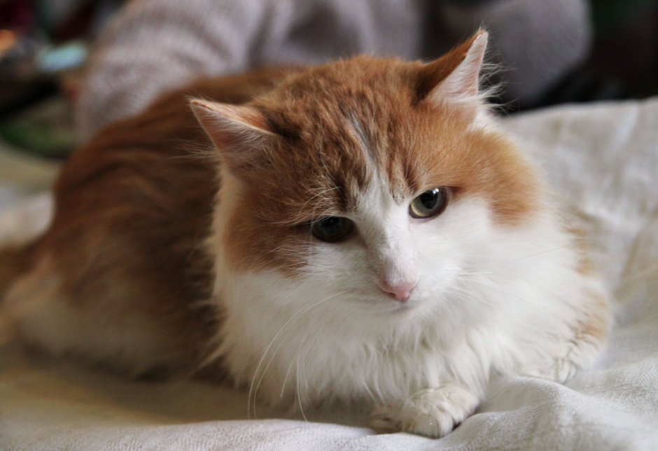 Ангорский кот рыжий