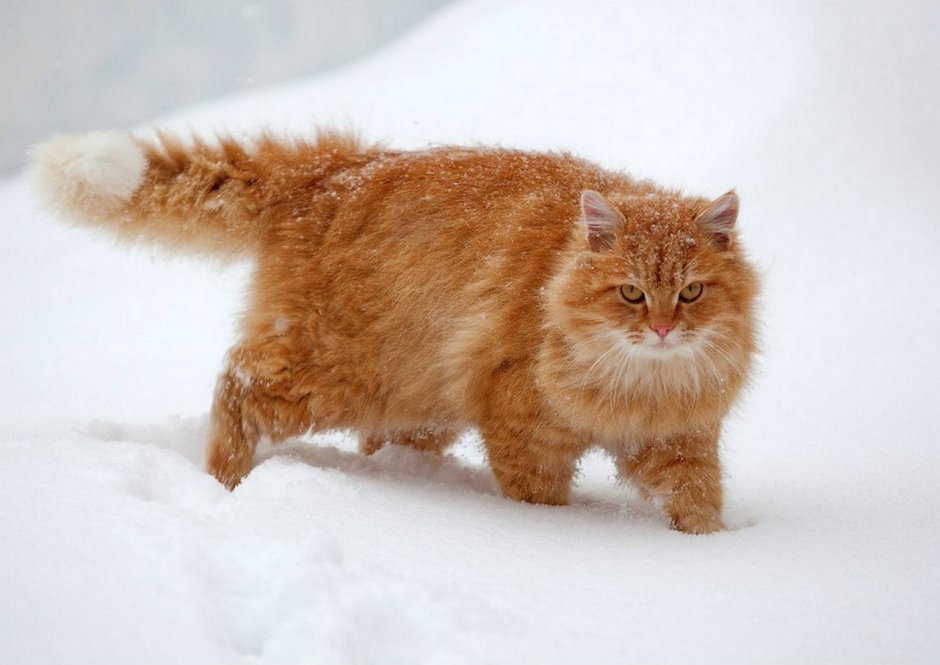 Рыжий длинношерстный Сибирский кот