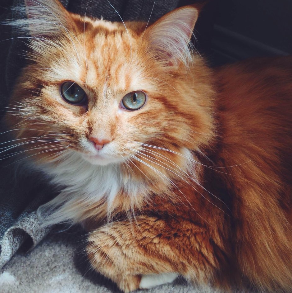 Сибирский длинношерстный кот