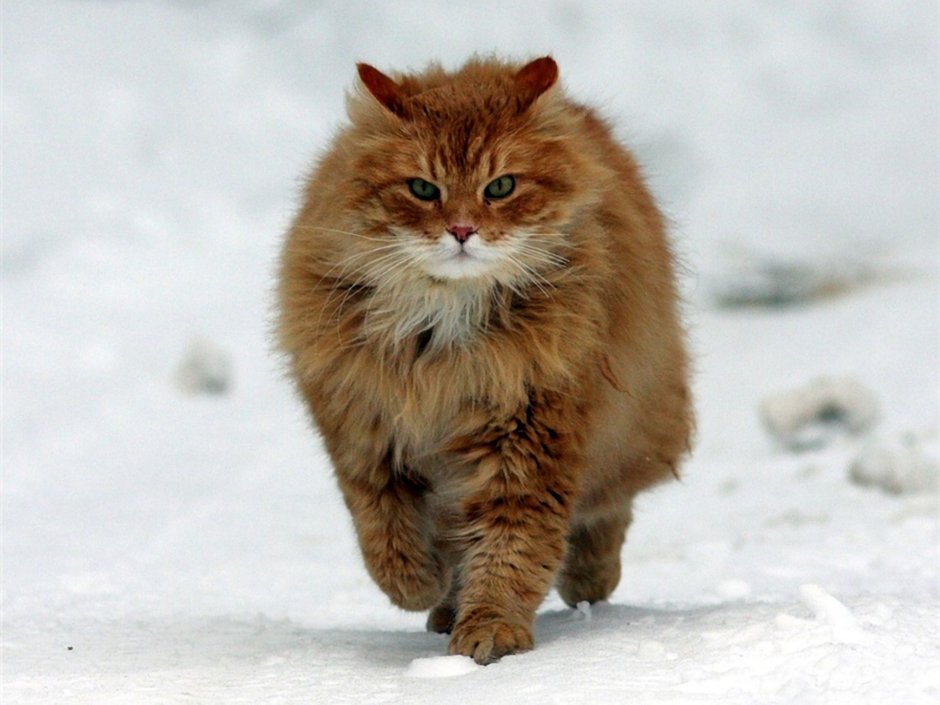 Сибирские кошки зимой рыжие