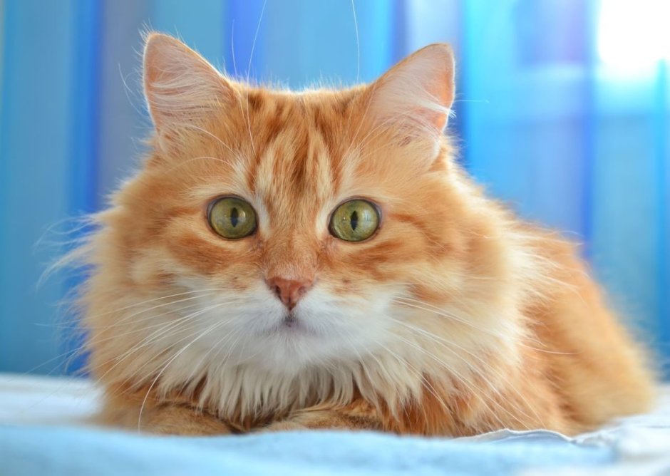 Сибирская кошка рыжая