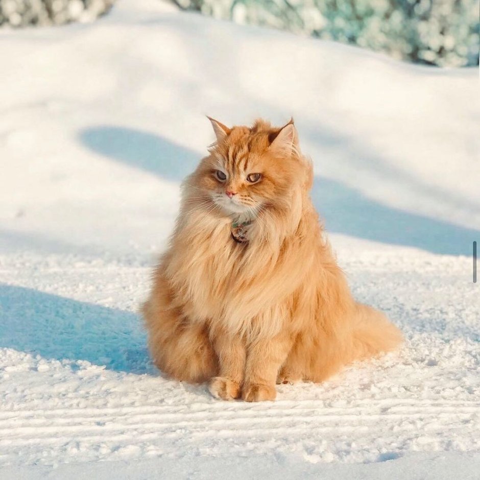 Сибирский Таежный кот