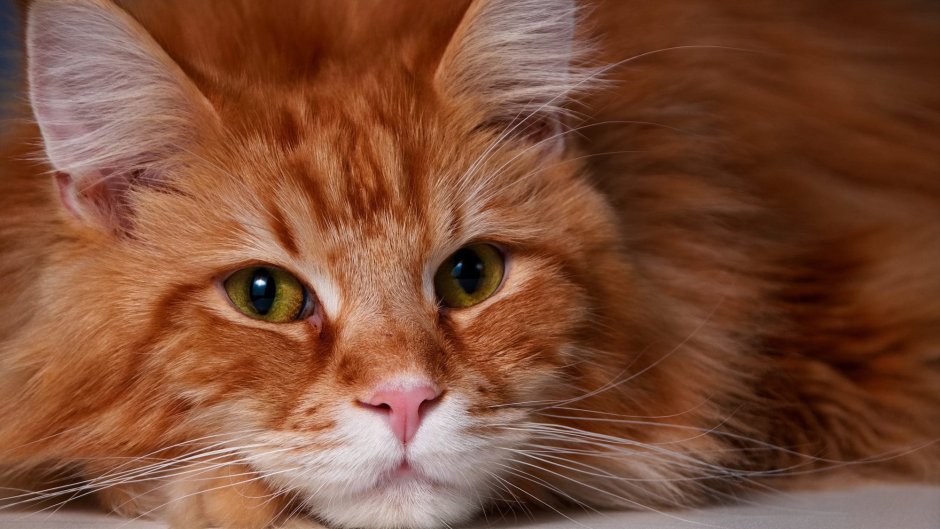Норвежский Лесной кот