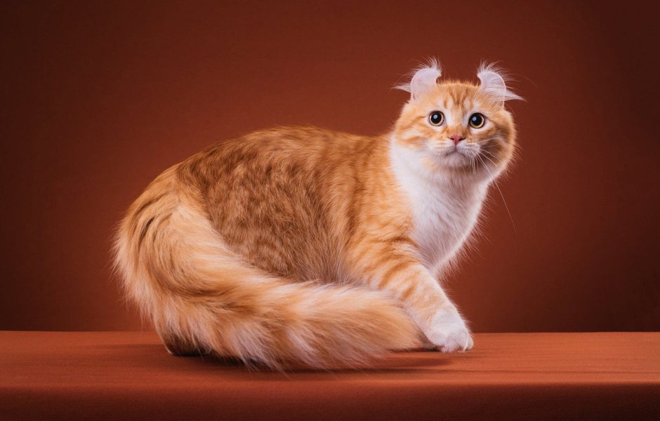 Сибирский кот короткошерстный рыжий