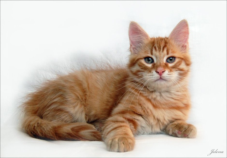Рыжий длинношерстный Сибирский кот