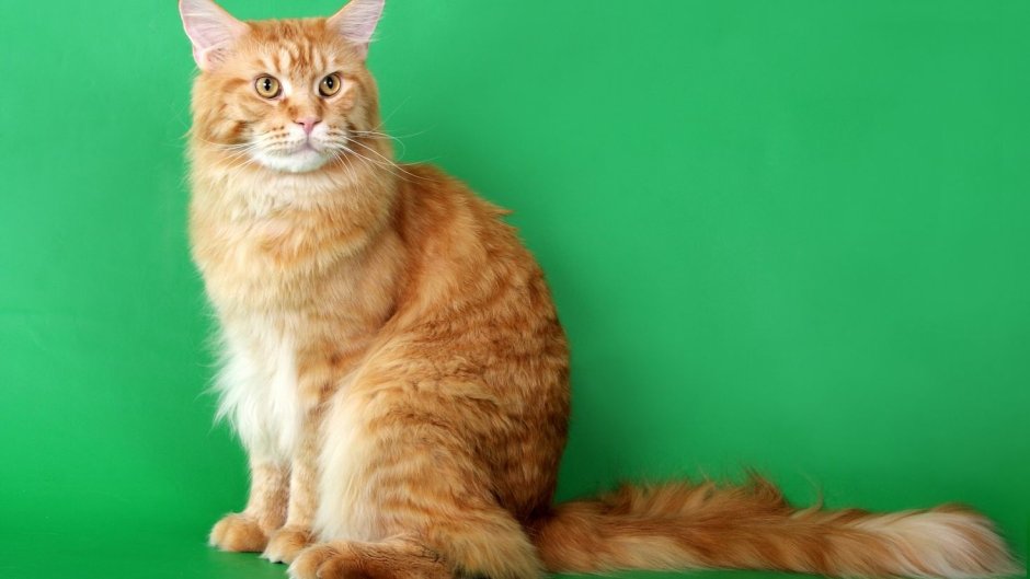Норвежская Лесная кошка гладкошерстная