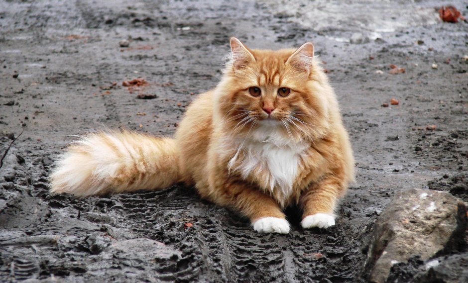 Норвежская длинношерстная Лесная кошка