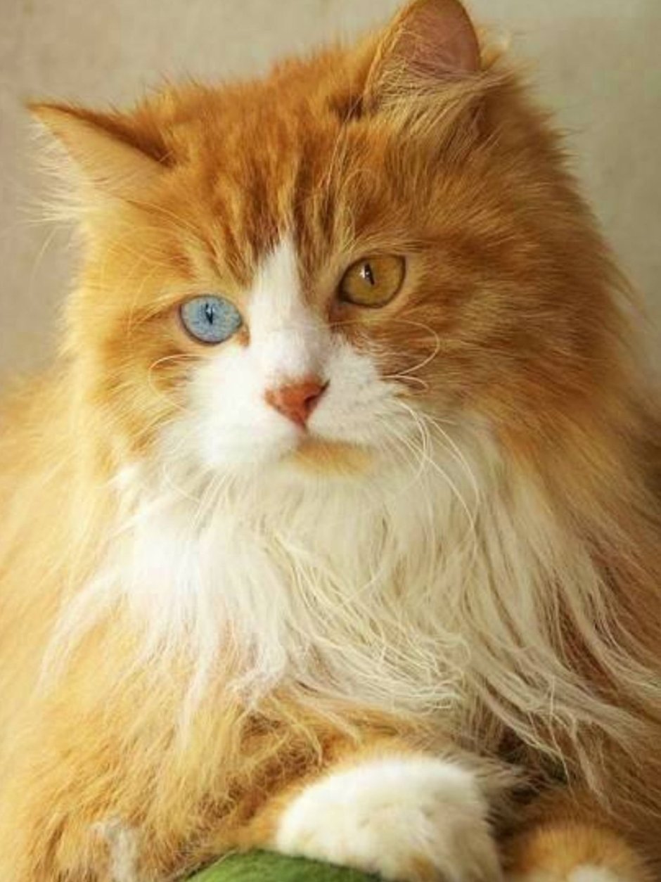 Котята рыжие породистые