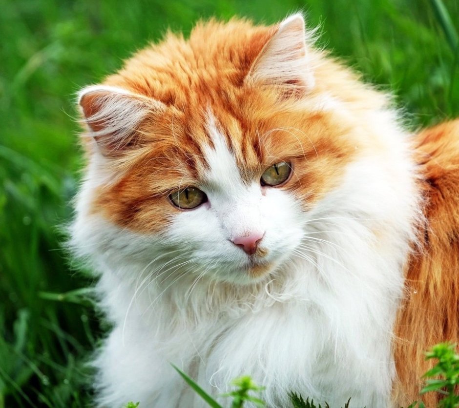 Сибирская кошка рыжая короткошерстная