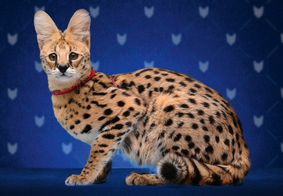 Бенгальская Саванна кошка
