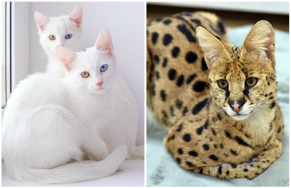 Котята породы каракал