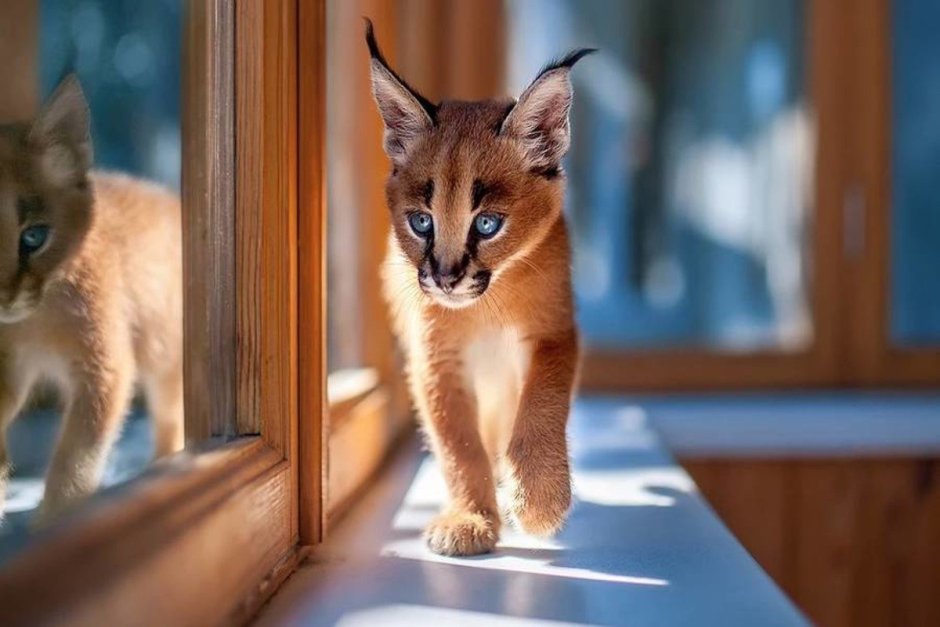 Кошки породы Оцелот