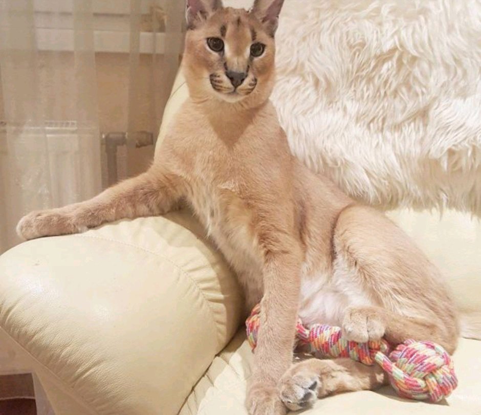 Редкие кошки