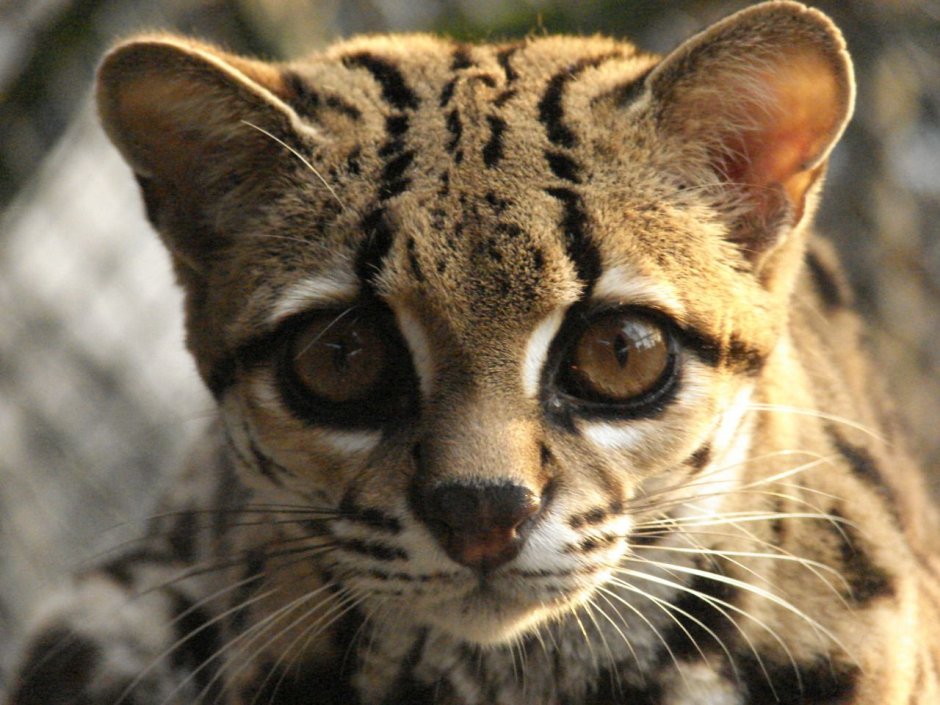 Американская кошка Маргай