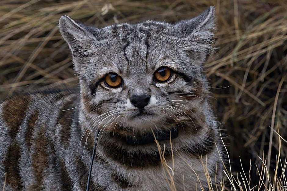 Морской Оцелот