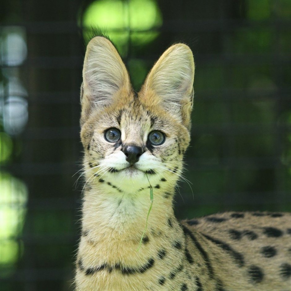 Дикая кошка каракал