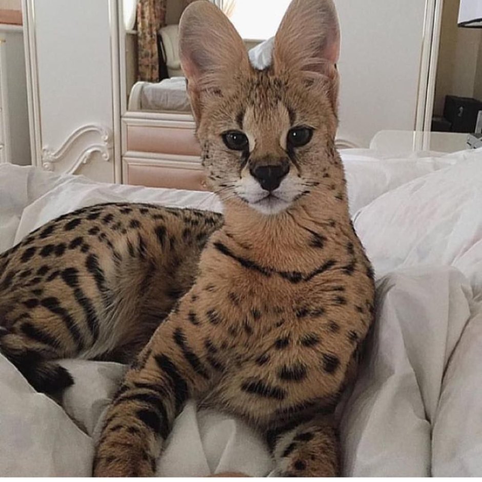 Котята породы каракал