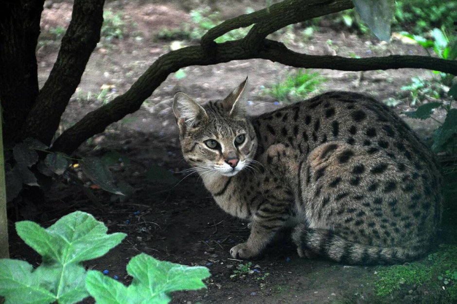 Дикая кошка сервал