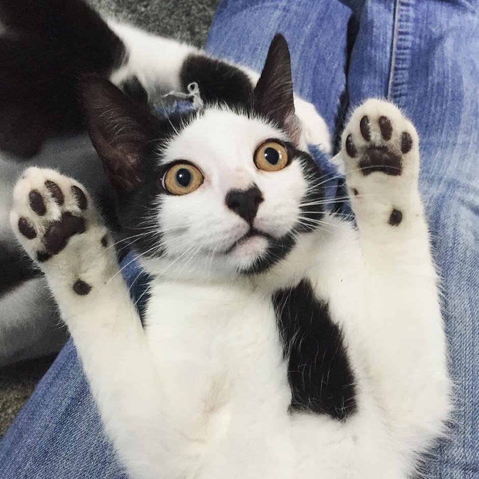 Самые редкие кошки