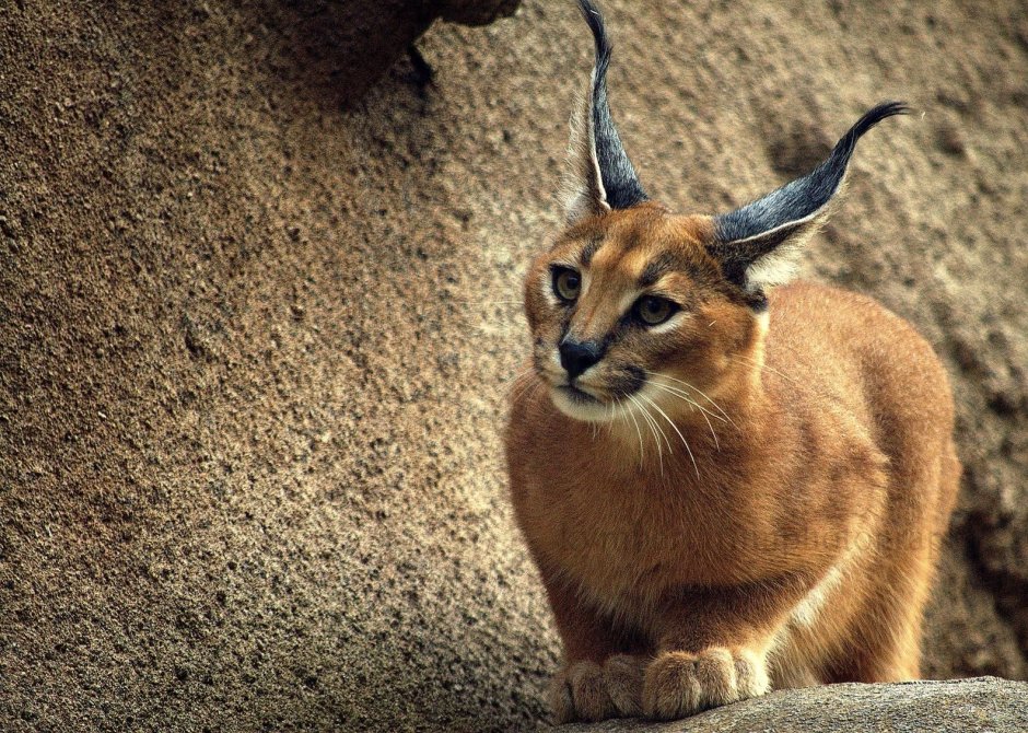 Кошка Ашера