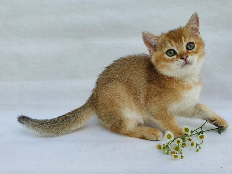 Кот породы Золотая шиншилла