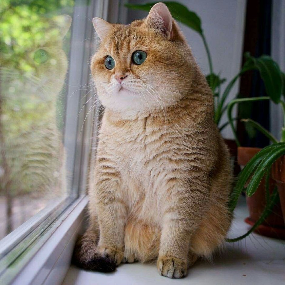 Британская шиншилла Хосико