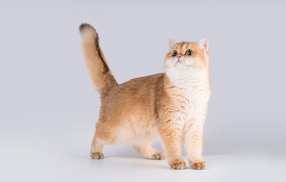 Манчкин Золотая шиншилла