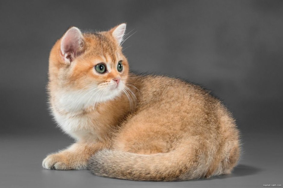 Британская кошка Золотая шиншилла