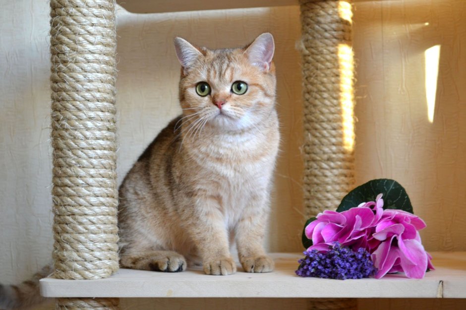 Британский кот Золотая шиншилла