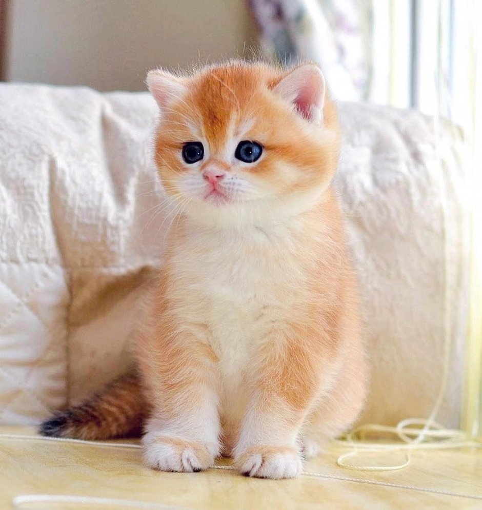 Манчкин котята