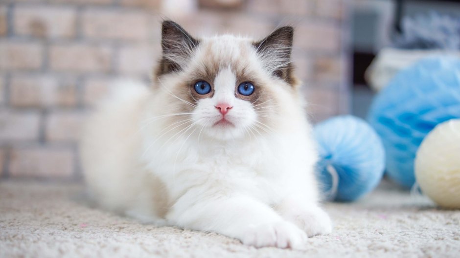 Котята породы РЭГ дол для детей
