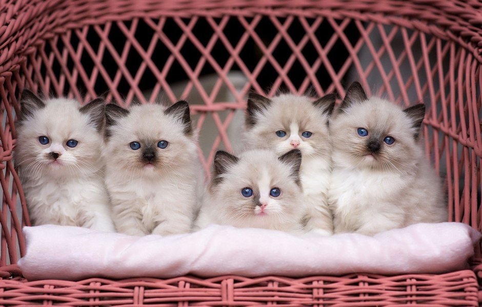 Много котят