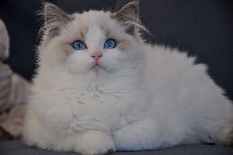 Коты Рэгдолл