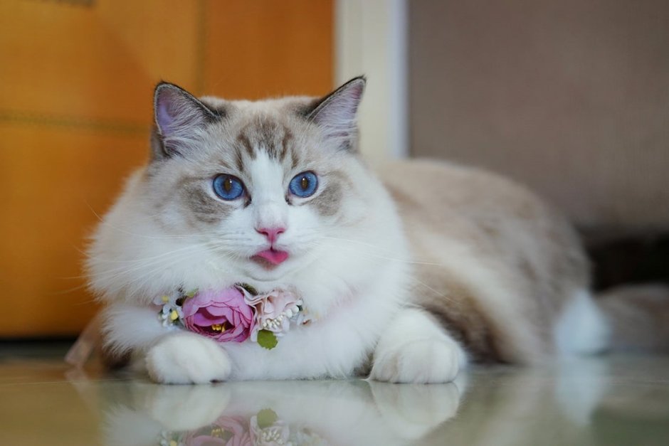 Кот порода Рэгдолл котята